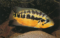 Image of Parachromis loisellei 