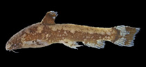 Image of Parakysis longirostris (Longnose little warty catfish)