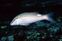 Image of Parupeneus margaritatus (Pearly goatfish)