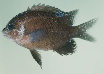 Image of Parma microlepis (White-ear scalyfin)