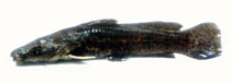 Image of Parauchenoglanis ngamensis (Zambezi grunter)