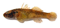 Image of Papuligobius ocellatus 