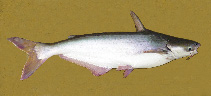 Image of Pangasius pangasius (Pangas catfish)