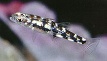 Image of Pandaka pygmaea (Dwarf pygmy goby)