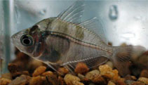Image of Parambassis ranga (Indian glassy fish)