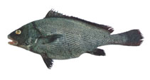 Image of Paranibea semiluctuosa (Half-mourning croaker)