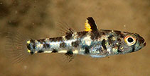 Image of Pandaka silvana (Dwarfgoby)