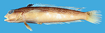 Image of Parapercis striolata 