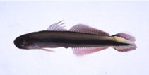 Image of Parioglossus taeniatus (Taeniatus dartfish)
