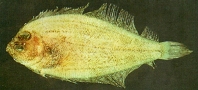 Image of Parabothus taiwanensis 