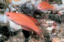 Image of Paracheilinus togeanensis (Togean flasherwrasse)