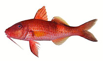 Image of Parupeneus williamsi (Williams’s Goatfish)