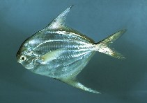 Peprilus paru, American harvestfish : fisheries