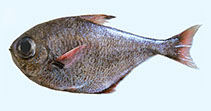 Image of Pempheris eatoni (Durban sweeper)