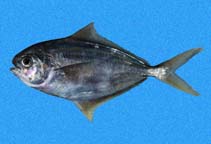 Image of Peprilus snyderi (Salema butterfish)