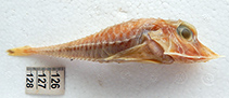 Image of Peristedion thompsoni (Rimspine searobin)