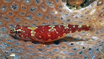 Image of Pherallodus indicus (Smalldisc clingfish)