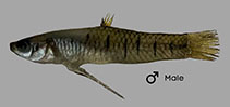 Image of Phalloptychus januarius (January toothcarp)