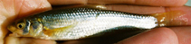 Image of Platygobio gracilis (Flathead chub)