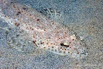 Image of Platycephalus speculator (Southern bluespotted flathead)