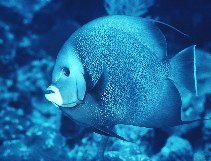 Image of Pomacanthus arcuatus (Gray angelfish)