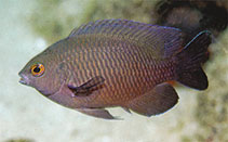 Image of Pomacentrus fakfakensis (Fakfak damselfish)