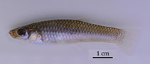 Image of Poecilia mandibularis (Jawed Limia)
