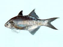 Image of Polydactylus multiradiatus (Australian threadfin)