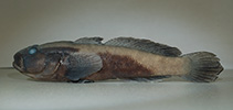 Image of Ponticola rizensis (Iyidere goby)