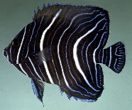Image of Pomacanthus semicirculatus (Semicircle angelfish)