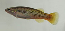Image of Profundulus hectori 