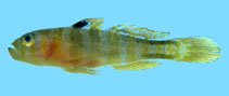Image of Priolepis triops 