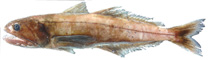 Image of Pseudoscopelus altipinnis 