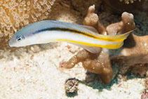 Image of Pseudochromis ammeri (Raja Ampat Dottyback)