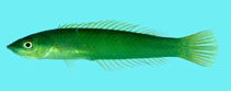 Image of Pseudojuloides argyreogaster 