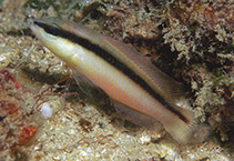 Image of Pseudochromis colei (False Bandit Dottyback)