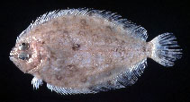 Image of Pseudorhombus elevatus (Deep flounder)