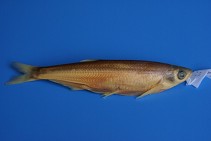 Image of Pseudolaubuca engraulis 