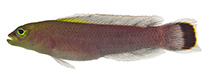 Image of Pseudochromis fuligifinis (Soot-tail Dottyback)