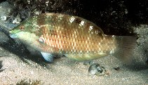 Image of Pseudolabrus luculentus (Orange wrasse)