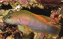 Image of Pseudochromis oligochrysus (Gold-ring Dottyback)