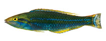 Image of Pseudojuloides polynesica (Polynesian pencil wrasse)