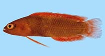 Image of Pseudoplesiops rosae (Rose Island basslet)