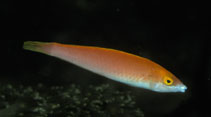Image of Pseudojuloides severnsi (Severns\