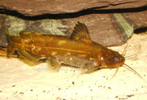 Image of Pseudomystus stenomus 