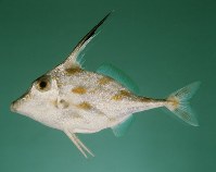 Image of Pseudotriacanthus strigilifer (Long-spined tripodfish)