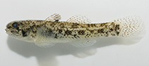 Image of Pseudogobius taijiangensis (Taijiang snubnose goby)