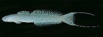Image of Ptereleotris arabica (Arabian dartfish)