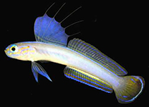 Image of Ptereleotris kallista (Beautiful Dartfish)