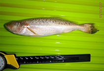 Image of Pterotolithus lateoides (Bigmouth croaker)